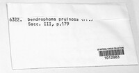 Cytospora pruinosa image